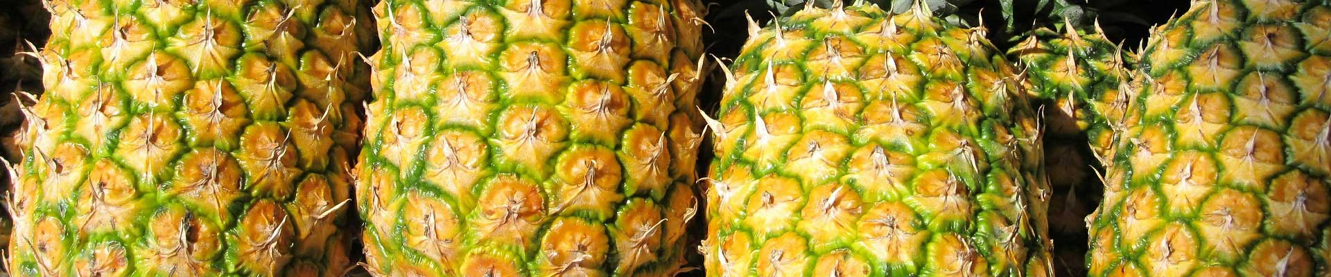 Pineapple farm investment