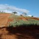 pineapple farm planting of seed stock