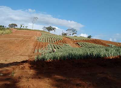 pineapple farm planting of seed stock