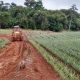 Pineapple farm spray boom