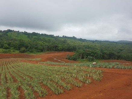 pineapple farm Panama