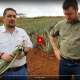 january 2019 pineapple farm update