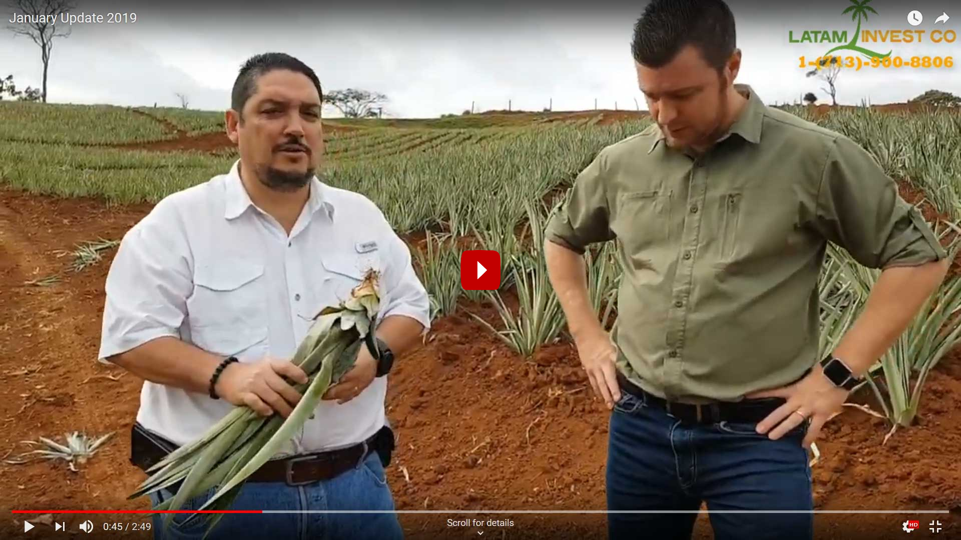 january 2019 pineapple farm update