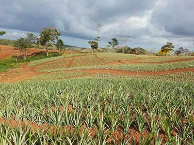 Pineaple farm caring of pineapple crops Pineaple farm caring of pineapple crops