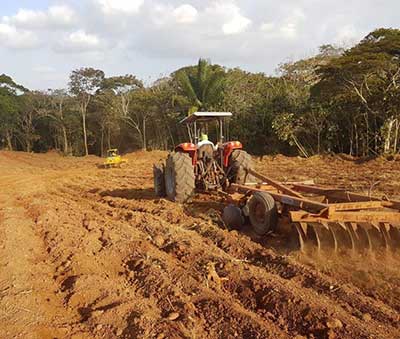 Pineaple farmland preparation Pineaple farmland preparation