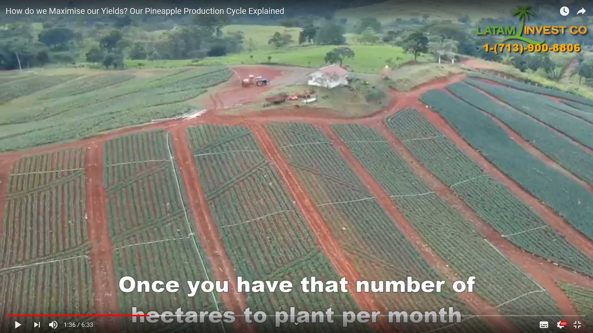 Panama pineapple farm production