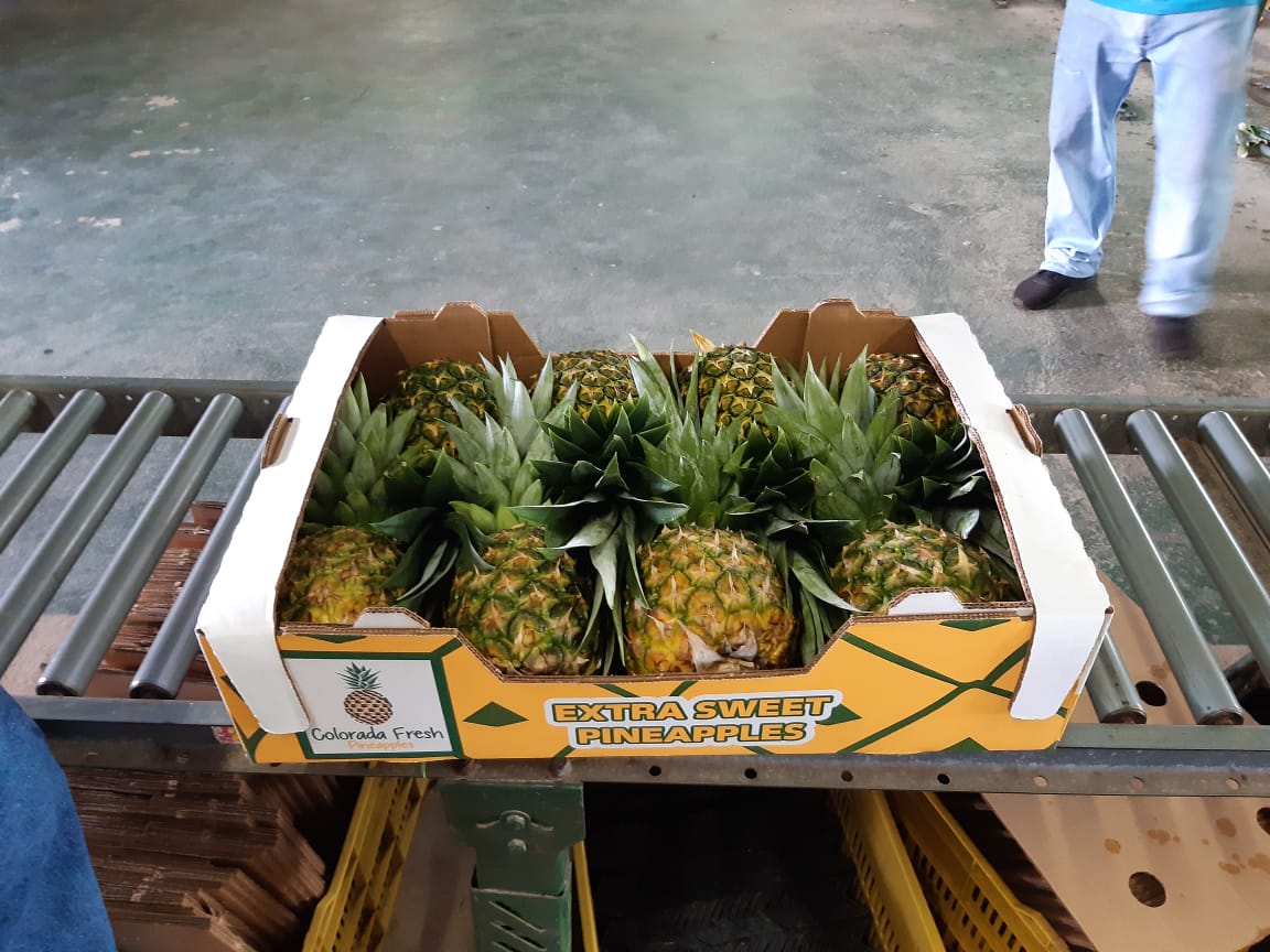 Colorade Fresh Pineapples packed in packhouse for export