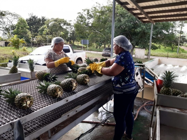 Colorade Fresh Pineapples packed in packhouse for export