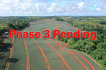 Panama pineapple farm investment phase 3 Panama pineapple farm investment