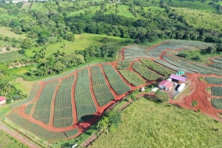 Colorada Fresh Pineapples Farm July 2020