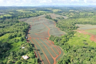 Colorada Fresh Pineapples Farm July 2020