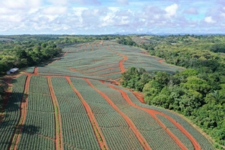 Colorada Fresh Pineapples Farm July 2020