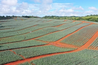 Colorada Fresh Pineapples Farm July 2020