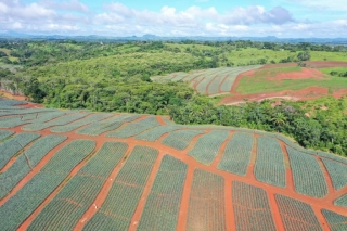 Colorada Fresh Pineapples Farm July 2020