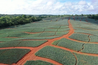 Colorada Fresh Pineapples Farm July 2020