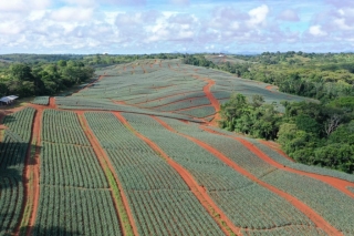 Colorada Fresh Pineapples Farm July 2020