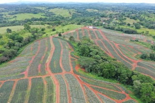 Colorada Fresh Pineapples Farm July 2020