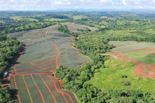 Colorada Fresh Pineapples Farm July 2020