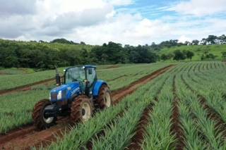 Colorada Fresh Pineapples Farm July 2020