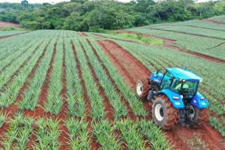 Colorada Fresh Pineapples Farm July 2020