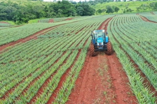 Colorada Fresh Pineapples Farm July 2020