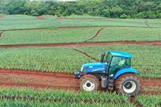 Colorada Fresh Pineapples Farm July 2020