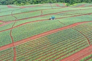 Colorada Fresh Pineapples Farm July 2020