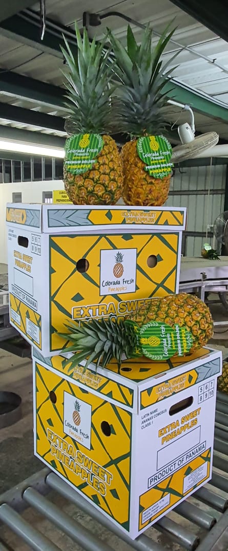 Our Colorada Fresh Pineapples at packhouse being packed for air shipping