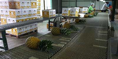 Farm manager packing pineapples at packhouse