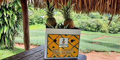 invest pineapple farm d