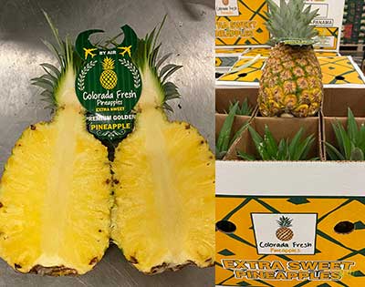 sweet md2 Colorada Fresh Pineapples Panama