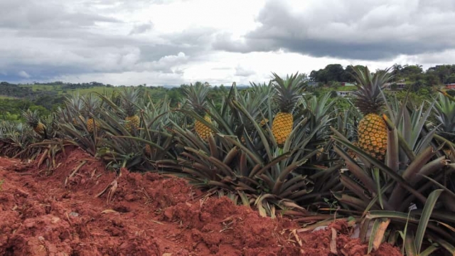 Colorada Fresh Pineapples Sep 2021