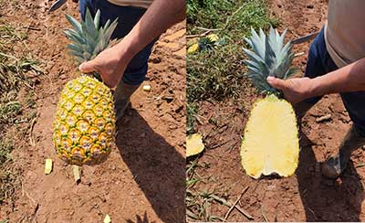 Golden MD2 pineapples sliced on our Panama pineapple farm