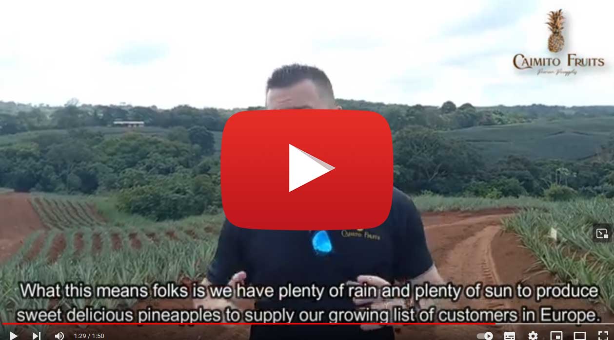 Video Update: Does the Drought Impacting the Panama Canal also Impact Pineapple Production?