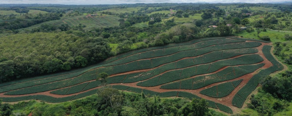 Panama Pineapple Farm Drone Photo 2024