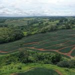 Panama Pineapple Farm Drone Photo 2024