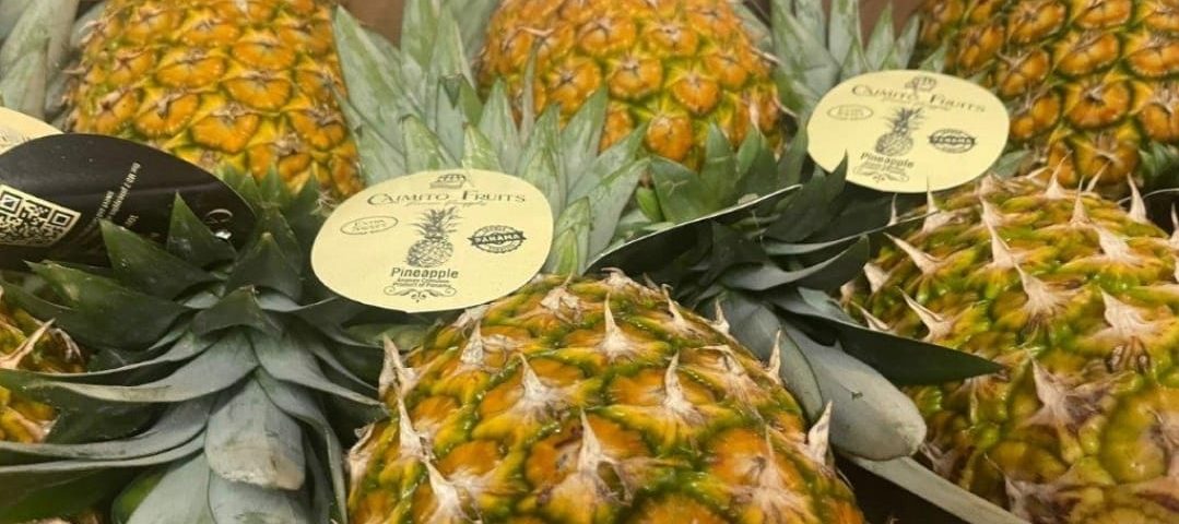 Caimito Fruits Pineapples arriving in Barcelona